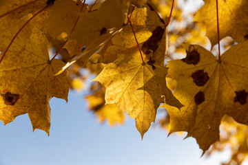 autumn park with colorful maple trees in sunny weather