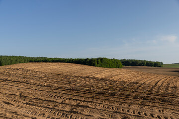 a growing monoculture of sweet corn in sunny weather