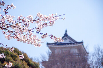 桜と日本の城イメージ