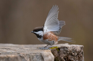 Chickadee dee dee