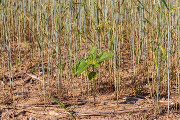 lonely growing sunflowers in a field with cereals