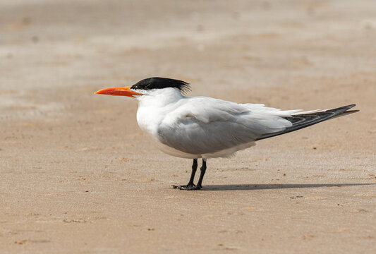 Royal Tern at the Beach on a Spring Morning