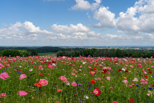 Field full of colorful poppies on a spring day in rural Lancaster County, Pennsylvania