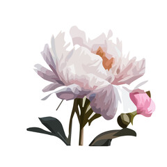 vector flowers peonies pink without background