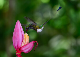 A White-booted Racket-tail Feeding from a Flower