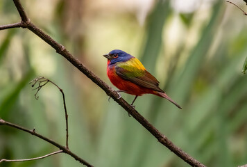 The Brilliant Painted Bunting Perched on a Small Branch