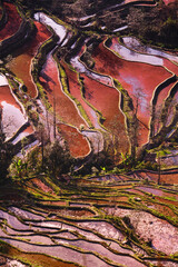 Yuanyang Terraced Fields in Yunnan Province, China