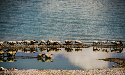 A flock of sheep drinking water by the lake