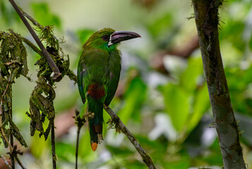 Crimson-rumped Toucanet in Ecuador