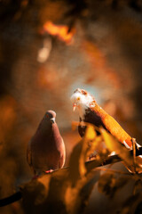 Pigeon on a tree perch or branch.