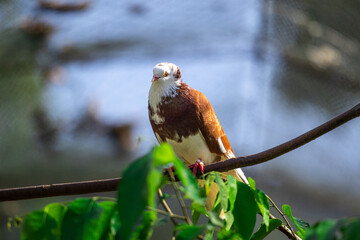 Pigeon on a tree perch or branch.