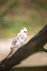 White parrot mix with brown feathers on a tree branch.