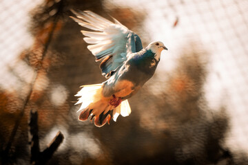 A pigeon is flying with orange background