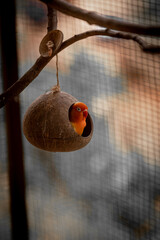 An orange parrot is sleeping in a nest made with coconut shell.