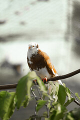 Pigeon on a tree perch or branch.