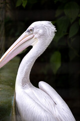 Pelican bird close up in a cage