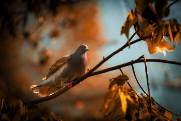 A pigeon is walking on a tree branch carefully with yellow and orange background color.