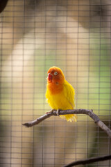 Bird from the parrot lineage is cleaning itself with beak and looks sleepy
