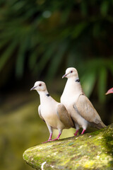 A pair of lovely pigeons close up on a concrete mushroom.