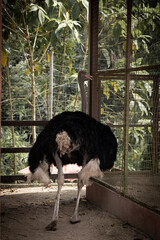 A big and tall ostrich always open it's mouth even while walking.