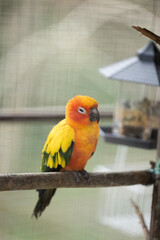 Bird from the parrot lineage looks sleepy on the tree branch.