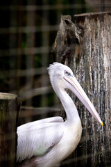 Pelican bird close up in a cage