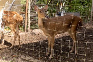 Male deer is looking outside the cage waiting for food.