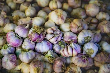 Pile of fresh garlic