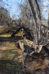 rotten tree in the forest