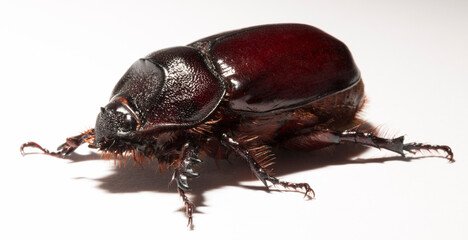 European rhinoceros beetle (Oryctes nasicornis) is a large flying beetle belonging to the subfamily Dynastinae. Imago, a female insect.