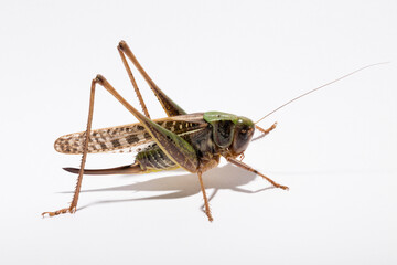 Wart-biter (Decticus verrucivorus) is a bush-cricket in the family Tettigoniidae.  Grasshopper close-up. A female insect on a white background.