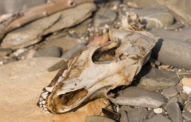The remains of an animal. The skull of a dog on the seashore. Extinction of animals from natural disasters. Environmental disaster.