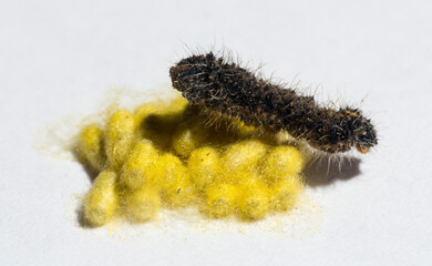 Apanteles glomeratus, Pieris brassicae. Parasitization of insects among themselves. Koinobiont parasitoid wasps.