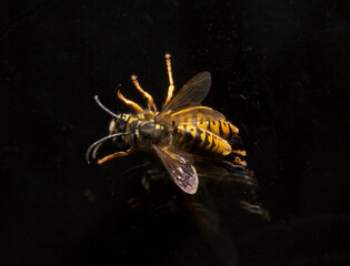 Fototapeta premium Vespula germanica, the European wasp, German wasp, or German yellowjacket. Male and female at the moment of mating.