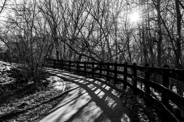 bridge in the woods