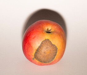 Venturia inaequalis is an ascomycete fungus that causes the apple scab disease.