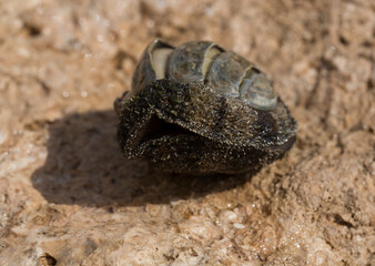 Acanthopleura haddoni, tropical species of chiton. The fauna of the Red Sea. A marine molluscs on a rock.