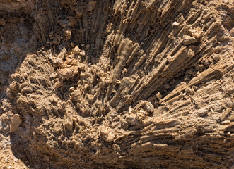 Fossil corals of the Red Sea. Ancient creatures, turned into stone. Reef corals.