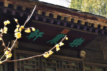 Flower in Summer Palace, 2022 Spring, Beijing China