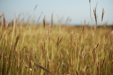 Field of yellow grass 