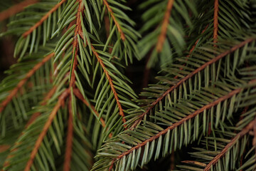 Background a texture spruce branches of Christmas tree for a Christmas card. High quality photo