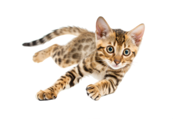 Bengal kitten running and sprinting, isolated on transparent background.
