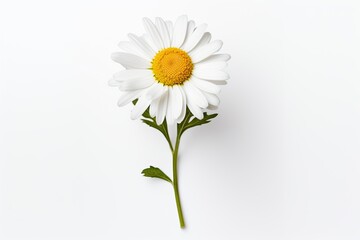 Obraz premium Chamomile flower on a white background. Studio photography.
