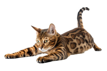 Bengal cat stretching, isolated on transparent background.
