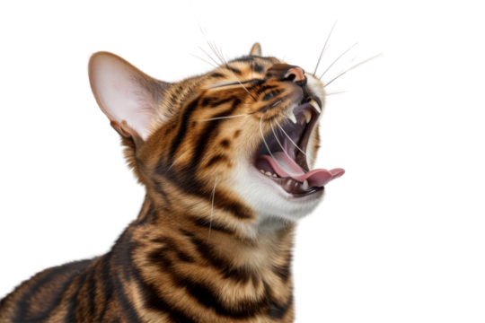 Bengal cat meowing loudly, isolated on transparent background.