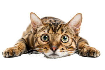 Bengal cat flat on it's stomach looking at the camera, isolated on transparent background.