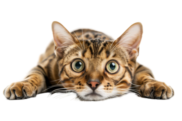 Bengal cat flat on it's stomach looking at the camera, isolated on transparent background.