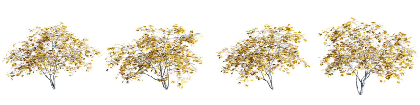 Isolated trees gardening,Acer Palmatum tree on transparent background.3d rendering PNG