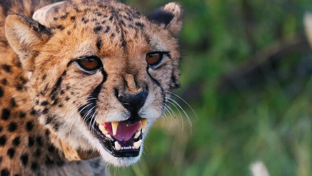 Closeup  Of African Cheetah looking for prey in kruger national park, Botswana. Shot in 8K Resloution