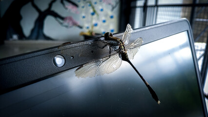 A close-up of a dragonfly perched on the laptop screen with broken wings